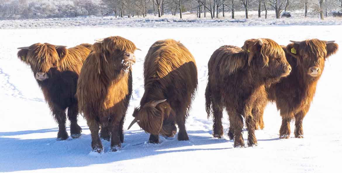 koeien in natuurgebied