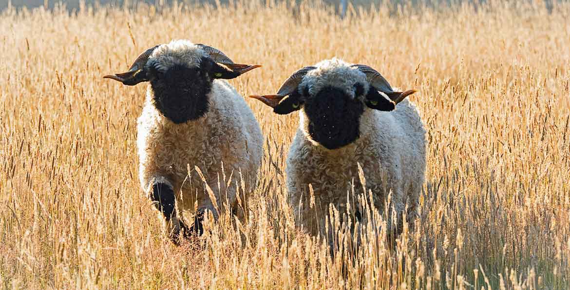schapen in de wei
