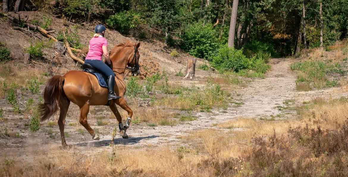 paardrijden in Nederland
