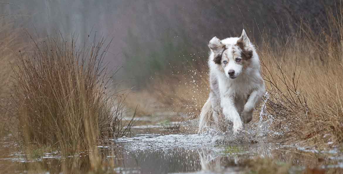 wandelen met de hond