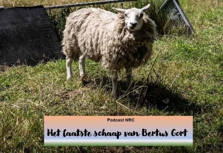 Het laatste schaap