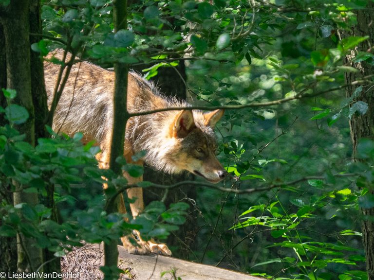 Persbericht naar aanleiding van aanval bij Austerlitz