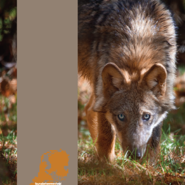 Faunabeheerplan Wolf Gelderland