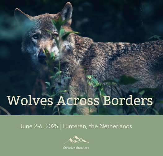🎓🦉WIJ(s) MET WOLVEN BIJ WOLVES ACROSS BORDERS 🦉🎓