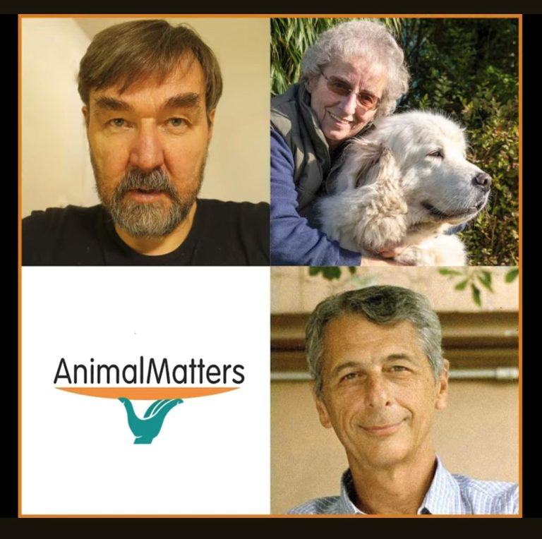 Wolven en honden: wat zijn de risico’s?